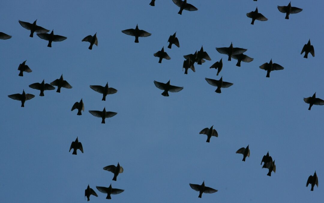 Freedom in Existential Therapy: The Burden of Choice